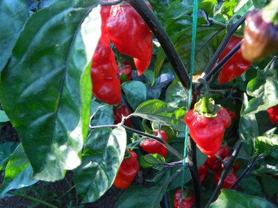 KNESSiN High Germination BBG7 Mamp XXL Chilli Seeds for Home Gardening-(600 Seeds) Seed(600 per packet)