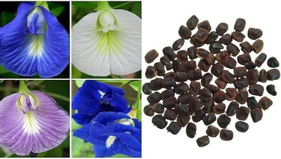 SeedSutra ™️Aparajita Seeds, Mixed Colors, ButterflyPea Flower Seed(36 per packet)