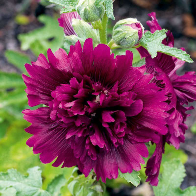 ACCELCROP hollyhock Flower Seed(16 per packet)