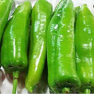 KNESSiN Chilli Pepper Seed(200 per packet)