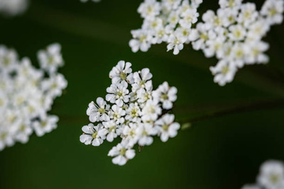 saheli gypsophila flower Seed(200 per packet)