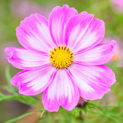 ZIXA Cosmos Seeds - Candystripe Seed(30 per packet)