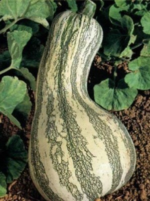 VibeX ® XXL-463 Cushaw Green Striped Pumpkin Winter Squash Seed(50 per packet)