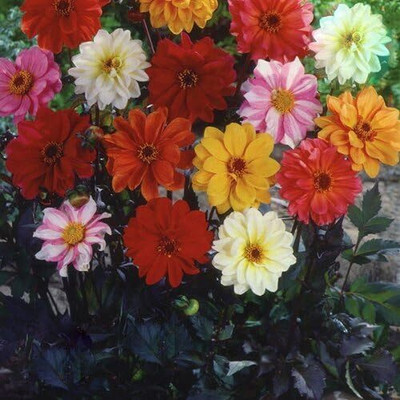 LPR DAHLIA Seed(20 per packet)