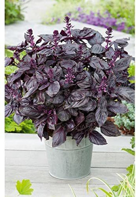 WILLVINE NBIR-7 Basil Ocimum Red Seed(1000 per packet)
