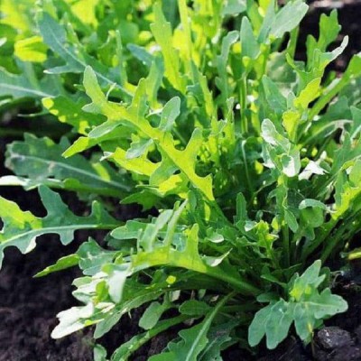 CYBEXIS WILD ROCKET -350 Seeds Seed(350 per packet)