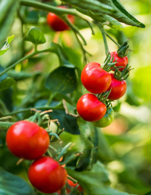 XEFRA tomato Seed(115 per packet)