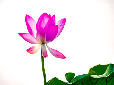 Mewar Impex lotus,kamal gatta Seed(10 per packet)