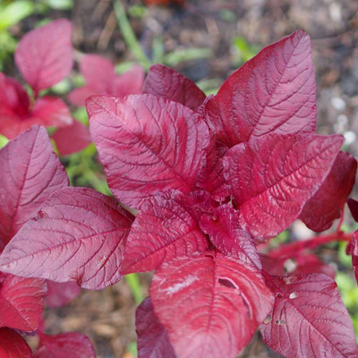 Quentova Amaranthus Viridis Red-RAJ-5K Seed(200 per packet)