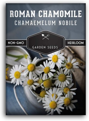 CYBEXIS XLR-91 - Roman Chamomile Anthemis nobilis - (250 Seeds) Seed(250 per packet)