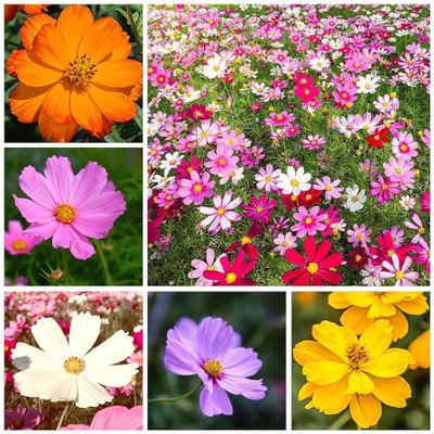 LIFELEX Cosmos Flower Mix Color Seed(29 per packet)