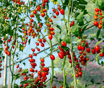 manushya life tomato Seed(70 per packet)