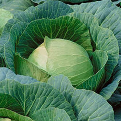 WILLVINE ROX -XII Danish Ballhead Cabbage Seeds [50g] Seed(15000 per packet)