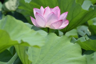 Havintha lotus,kamal seeds Seed(10 per packet)