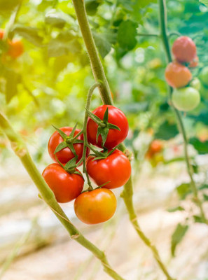 Brotherss Farm tomato Seed(150 per packet)