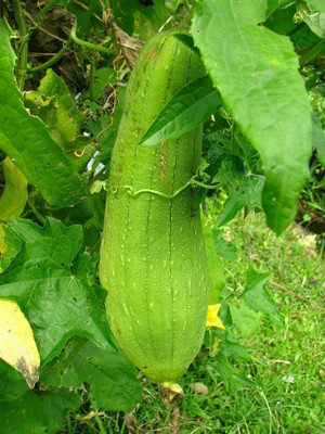Quentova Luffa Sponge Gourd Seeds-KWI-4E Seed(100 per packet)