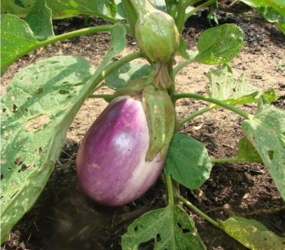 Avysa Organic Italian EGGPLANT ROSA BIANCA Seed(300 per packet)