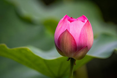 Galaxico lotus,kamal gatta Seed(15 per packet)