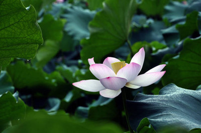 MAA lotus,kamal seeds Seed(5 per packet)