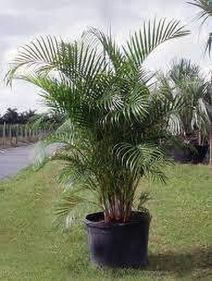 Seedsqlty Areca palm seeds for planting Seed(20 per packet)