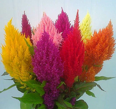 ZIXA Cockscomb (Celosia) Seeds Seed(80 per packet)