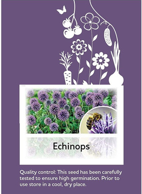CYBEXIS Echinops Flower Seeds100 Seeds Seed(100 per packet)