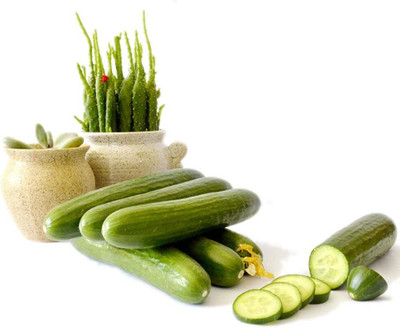 KNESSiN Green Doll Cucumber Seed(500 per packet)