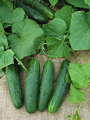 Qualtivate XXX-4A Cucumber Extra Early Heavy yields Seed(300 per packet)