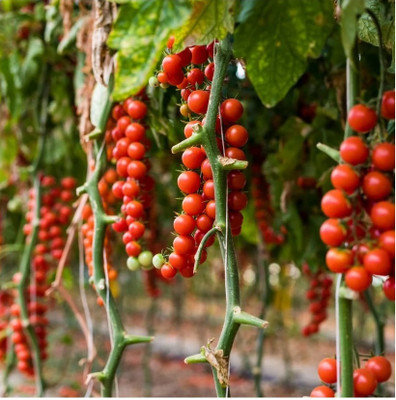 Quentova Cherry Tomato 2.5gm Seeds Seed(1000 per packet)