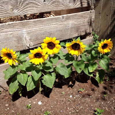 Sunway SUNSPOT DWARF Sunflower Surajmukhi Seed(50 per packet)