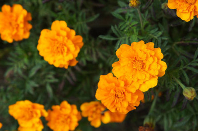 GREENZ marigold/gende ka phool flower seeds Seed(50 per packet)