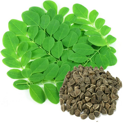 CRGO DRUMSTICK , MORINGA Seed(90 per packet)