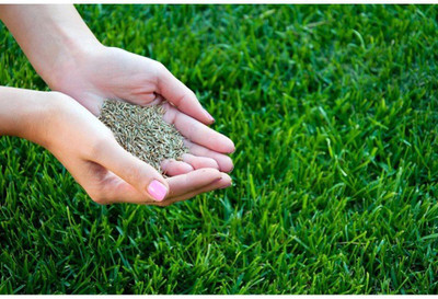 GREEN HERB BERMUDA GRASS SEED Seed(1 per packet)
