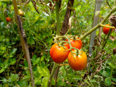 NELASCO tomato Seed(135 per packet)