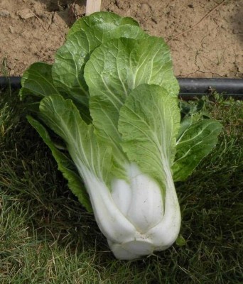 Atlus Pak Choi Bopak Seed(80 per packet)