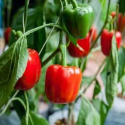 KNESSiN Non GMO Bellboy Red Capsicum Seeds For Gardening-(200 Seeds) Seed(200 per packet)