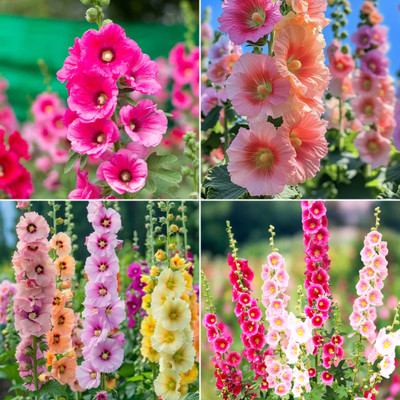DEYS AGRO ™ hollyhock flower seeds hybrid mix Seed(52 per packet)