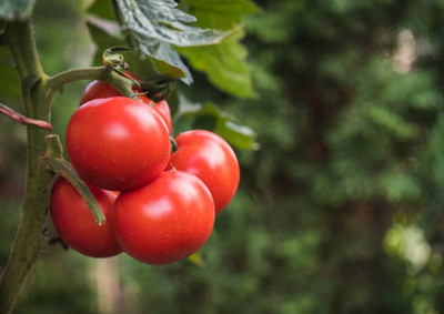 SGPM Collections tomato Seed(115 per packet)