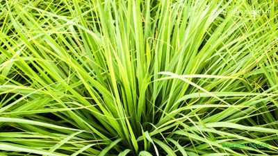 CYBEXIS XLR-91 - Cymbopogon citratus Tea Lemon Grass - (2250 Seeds) Seed(2250 per packet)
