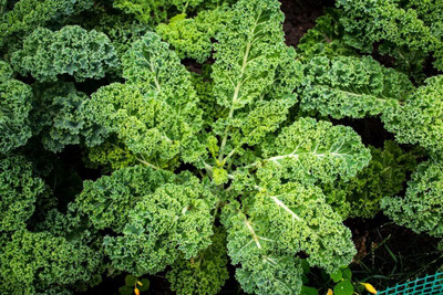 WILLVINE NKR -XIII Dwarf Siberian Kale Seeds for Planting [25g] Seed(7500 per packet)