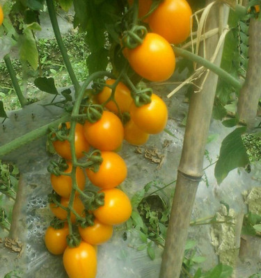 CYBEXIS Pusa Hybrid 2 Hybrid Tomato2000 Seeds Seed(2000 per packet)
