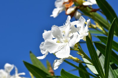 ASPEN Vellai Arali Poo Live Plant | White Nerium Oleander Live Plant | Not a Seed(1 per packet)