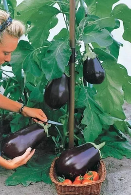 wequality Brinjal f1 hybrid seed for home gardening/brinjal seeds/brijal seeds combo Seed(155 per packet)