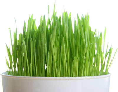 VibeX NBIR-25 - Hard Red Winter Wheat - (22500 Seeds) Seed(22500 per packet)