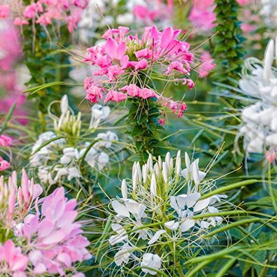 Aywal MIX CLEOME SPIDER Seed(40 per packet)