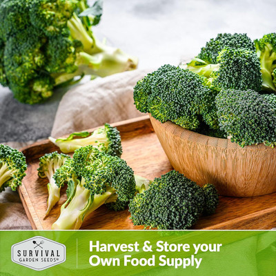 WILLVINE AMR -VII Garden Seeds - Green Sprouting Calabrese Broccoli [2.5g] Seed(750 per packet)