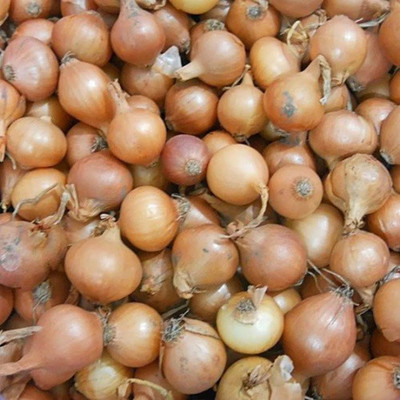 Quentova Stuttgarter Onion-VIC-10S Seed(250 per packet)