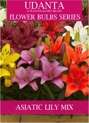 Udanta Asiatic Lily Multicolor Flower Bulbs - Set Of 5pcs Seed(5 per packet)