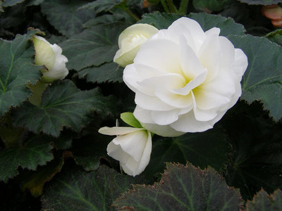 VibeX ATS-50 - Begonias Flower - (30 Seeds) Seed(30 per packet)