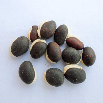 wequality beans seeds combo/beans seeds 36 Seed(36 per packet)
